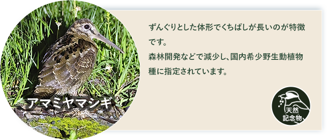 アマミヤマシギ